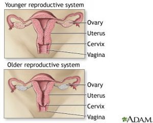 Menopause is the transition in a woman's life when the ovaries stop releasing eggs, menstrual activity decreases and eventually ceases, and the body decreases the production of the female hormones estrogen and progesterone.