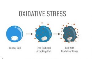 function of antioxidant 