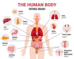 image of organs age 