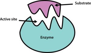 enzymes and thier action
