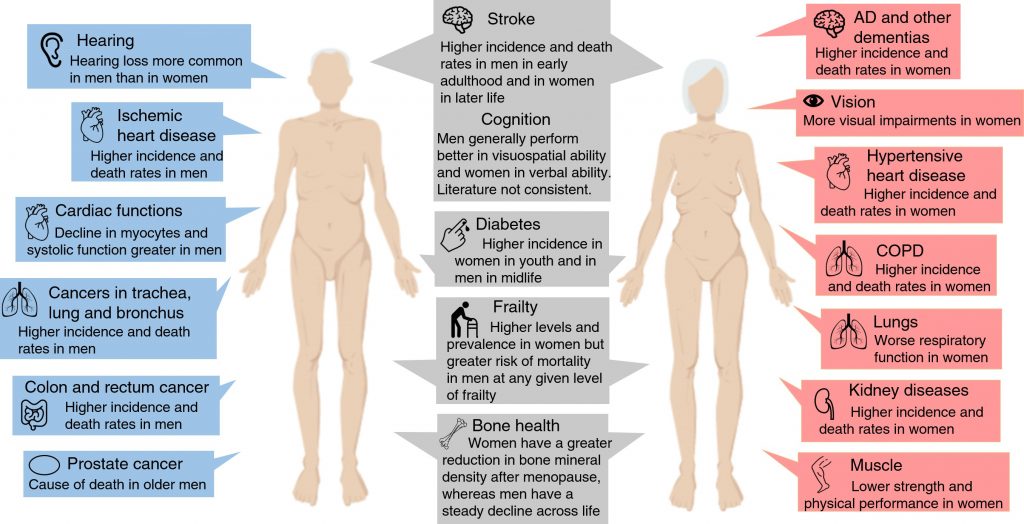 an image of difference of aging organs.