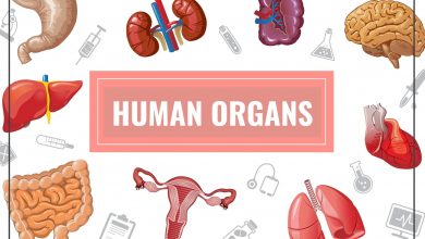 Surprising Facts About Organs Aging. 10 Methods to Slow Down Organ Aging. 1 organs aging