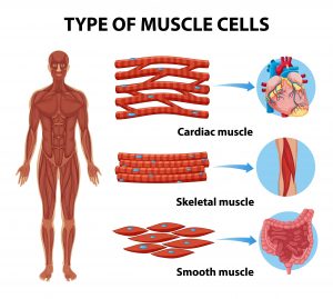 type of muscles in muscular system 