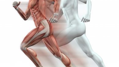 The Powerful Muscular System. How Muscles Are Affected by Growth, Exercises & Aging? 1 human muscles