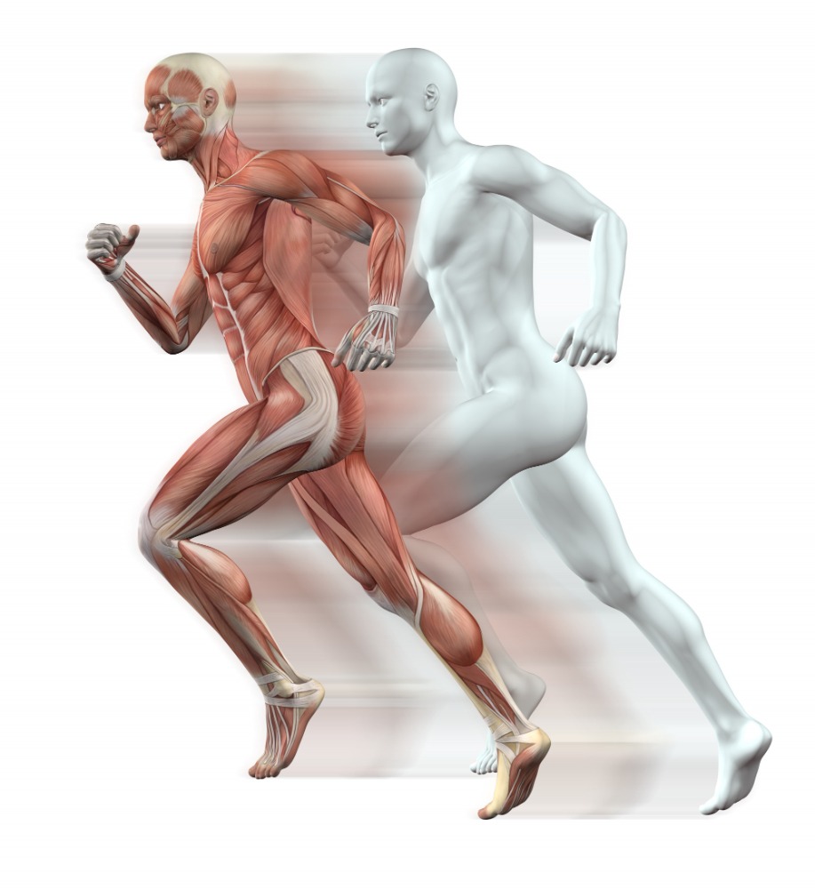 human muscles