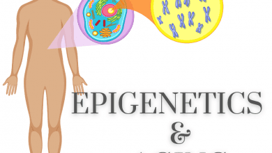 Epigenetics & Aging
