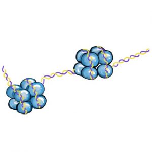 Epigenetics Changes with Aging & How Can We Positively Utilize It? 2 epigenetics changes / DNA methylation