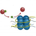 Epigenetics Changes with Aging & How Can We Positively Utilize It? 3 histone modification in epigenetics