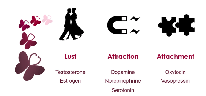attraction vs lust