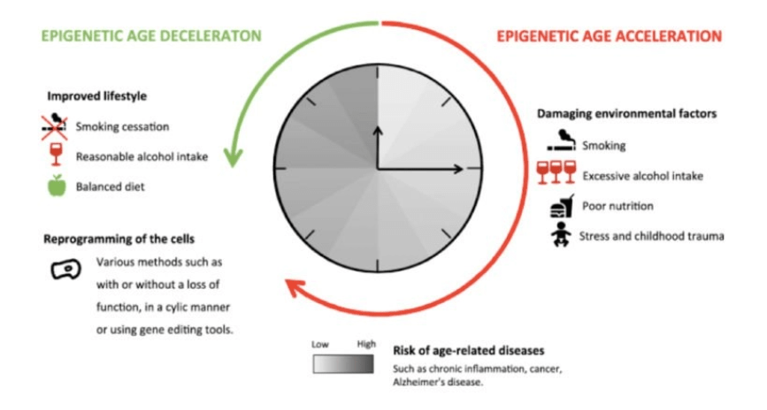 Epigenetics Changes with Aging & How Can We Positively Utilize It? 4 Screenshot 2022 09 13 012104