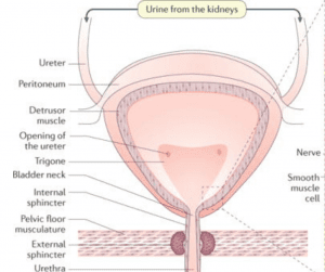 What Causes Urinary Incontinence? Top 9 Research Based Treatment Methods. 2 bladder and incontinence