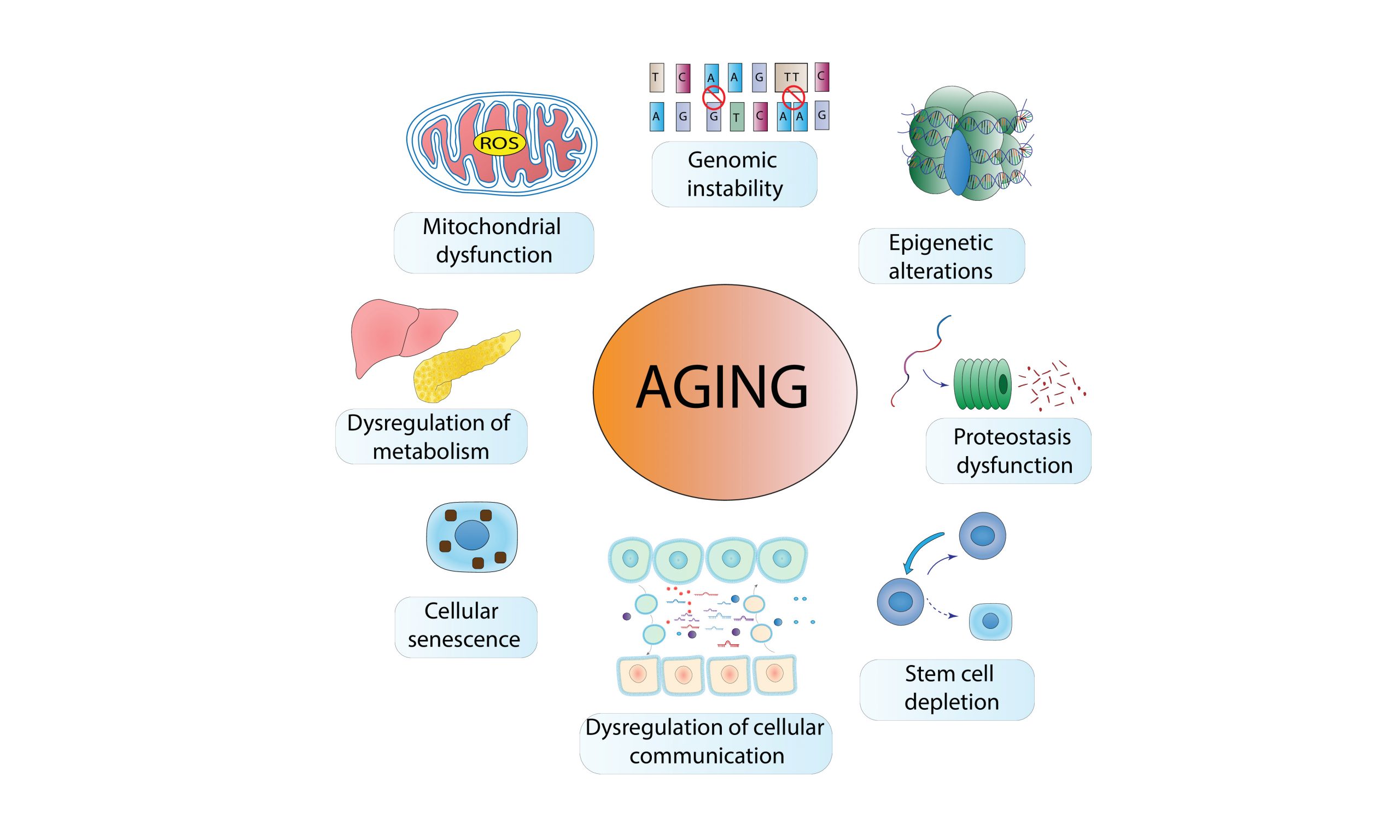 Hallmarks of Aging