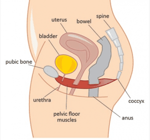 Importance of Pelvic Health For Aging Women. 5 Best Exercises For Pelvic Floor. 2 pelvic floor muscles and pelvic health