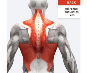 Muscle Training For Women. Why is It Important With Aging? 5 Myth Busters. 6 back muscle trainiing
