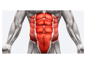 Muscle Training For Women. Why is It Important With Aging? 5 Myth Busters. 5 abdominal muscle training