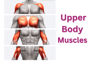 Muscle Training For Women. Why is It Important With Aging? 5 Myth Busters. 4 Upper Body Muscles traiining