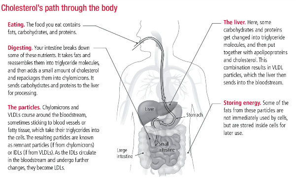 Why is Cholesterol Important for Human body? Some facts. 2 cholesterol