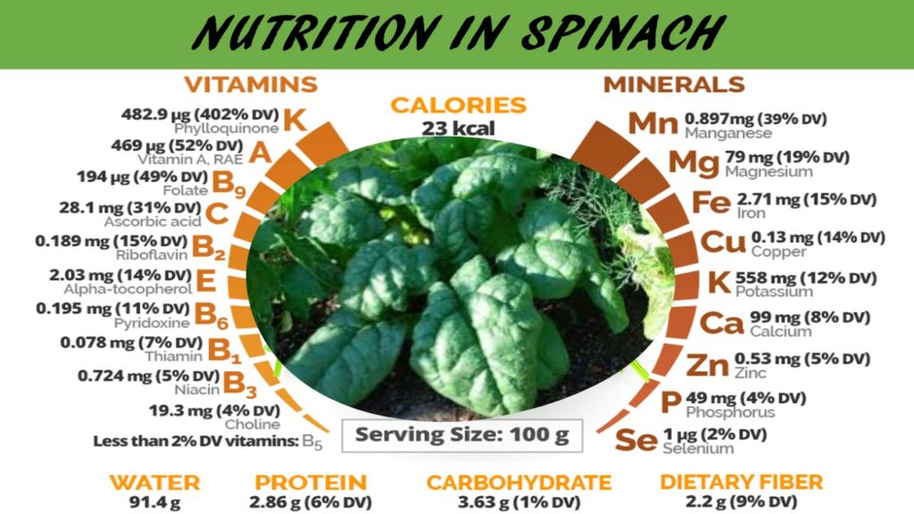 spinach as nutrient-rich food