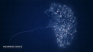 What are Neuromodulators & How they Work? The Key to Unlocking the Brain's Full Potential. 1 neuromodulator