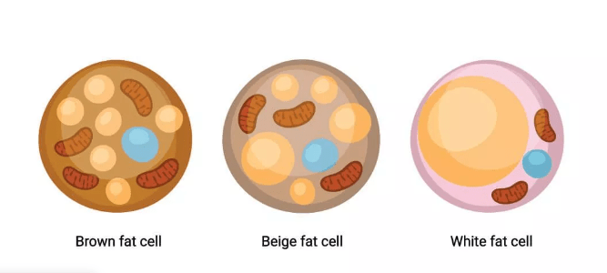 The Secret of Fat Burning 2 Fat burning and types of fat