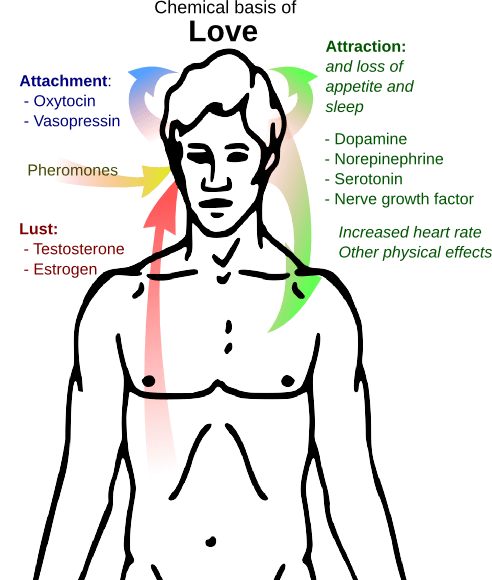 The Chemicals of Love: Unleashing the Powerful Science Within. 5 chemical basis of love