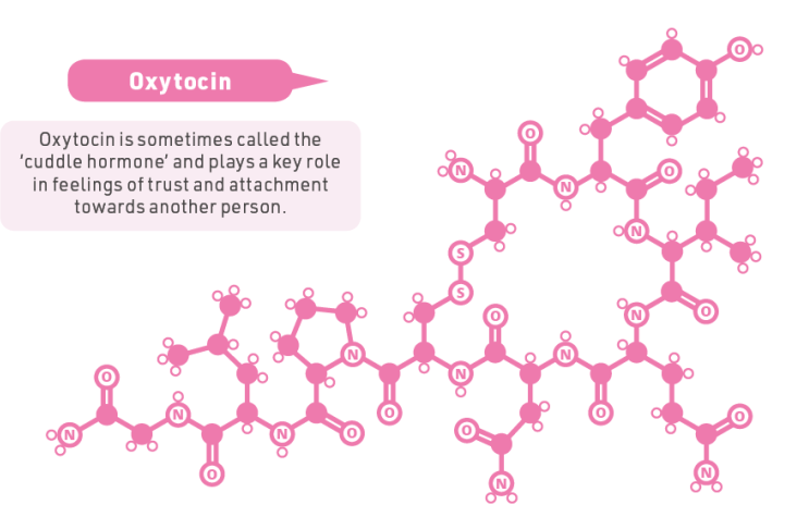 The Chemicals of Love: Unleashing the Powerful Science Within. 2 oxytoxin as chemicals of love