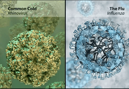 The Cold and Flu: Understanding the Basic Respiratory Conditions 2 cold and flu microscopic