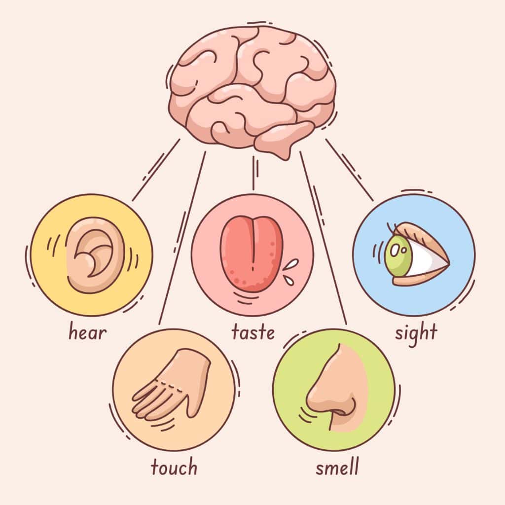 Debunking the Myth of 5 Human Senses. Unlocking Their Hidden Potential 2 human senses