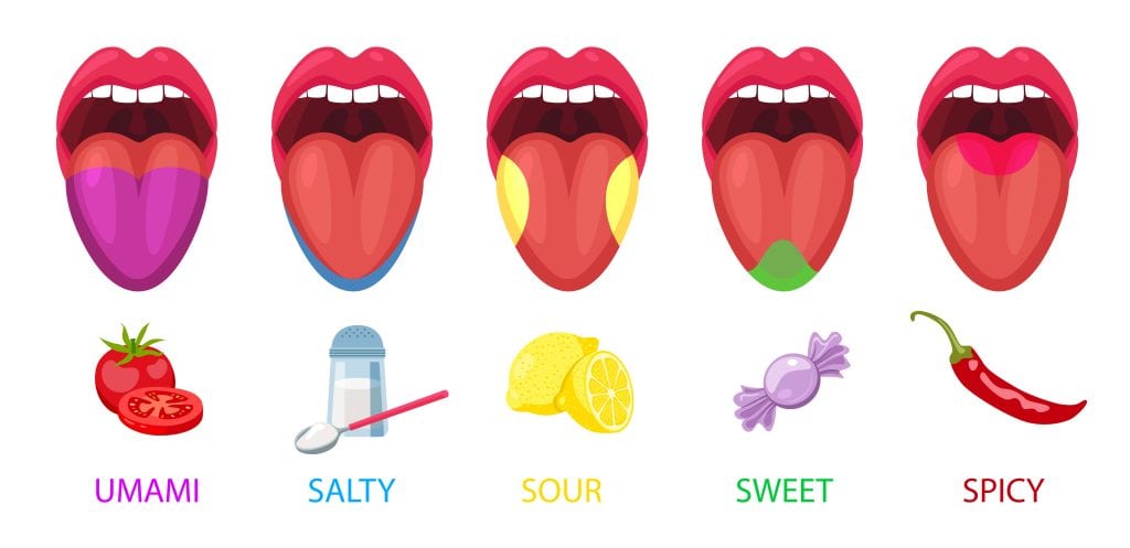 Debunking the Myth of 5 Human Senses. Unlocking Their Hidden Potential 3 human senses for taste
