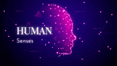 Human senses