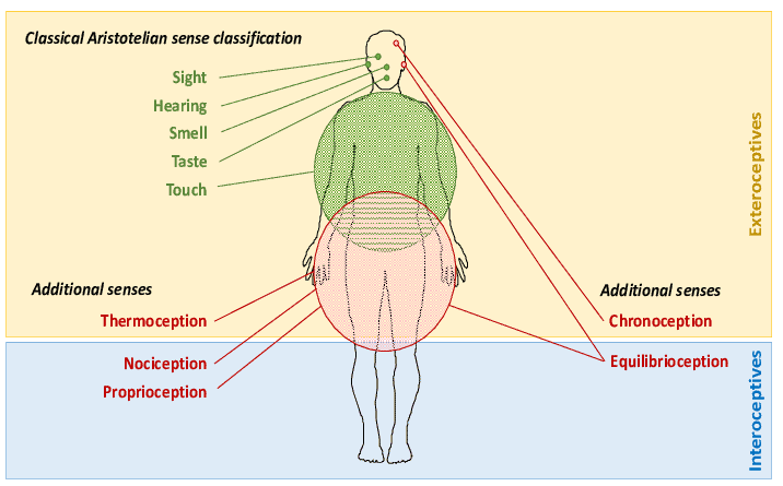 Debunking the Myth of 5 Human Senses. Unlocking Their Hidden Potential 4 human senses