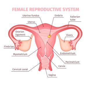 vaginal changes 