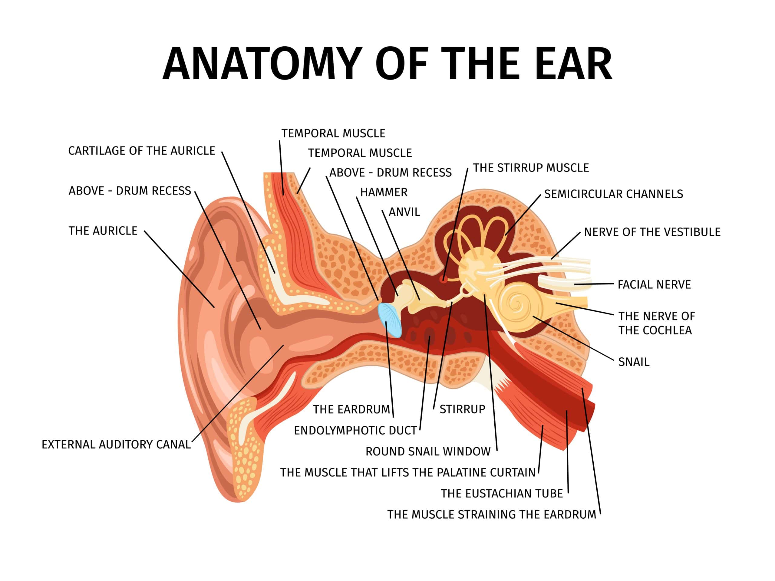 2204.i504.010.F.m005.c7.fp realistic anatomy ear diagram scaled