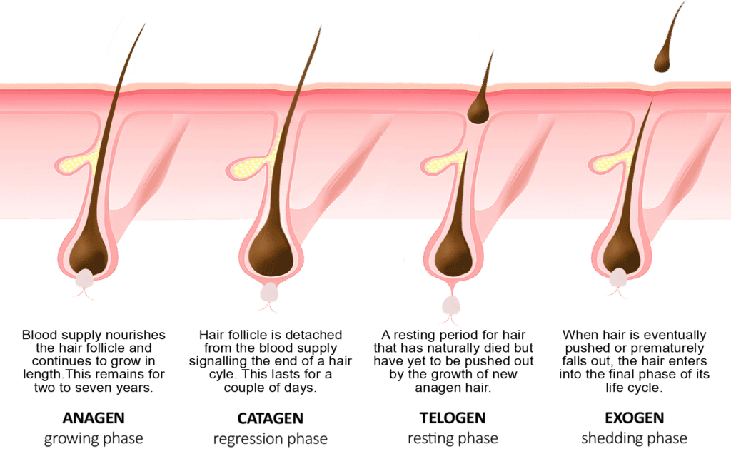 The Best Guide to Learn About Hair Aging? 8 Most Common Signs of Hair Aging. 3 hair