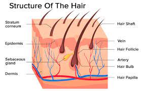 The Best Guide to Learn About Hair Aging? 8 Most Common Signs of Hair Aging. 2 download 5