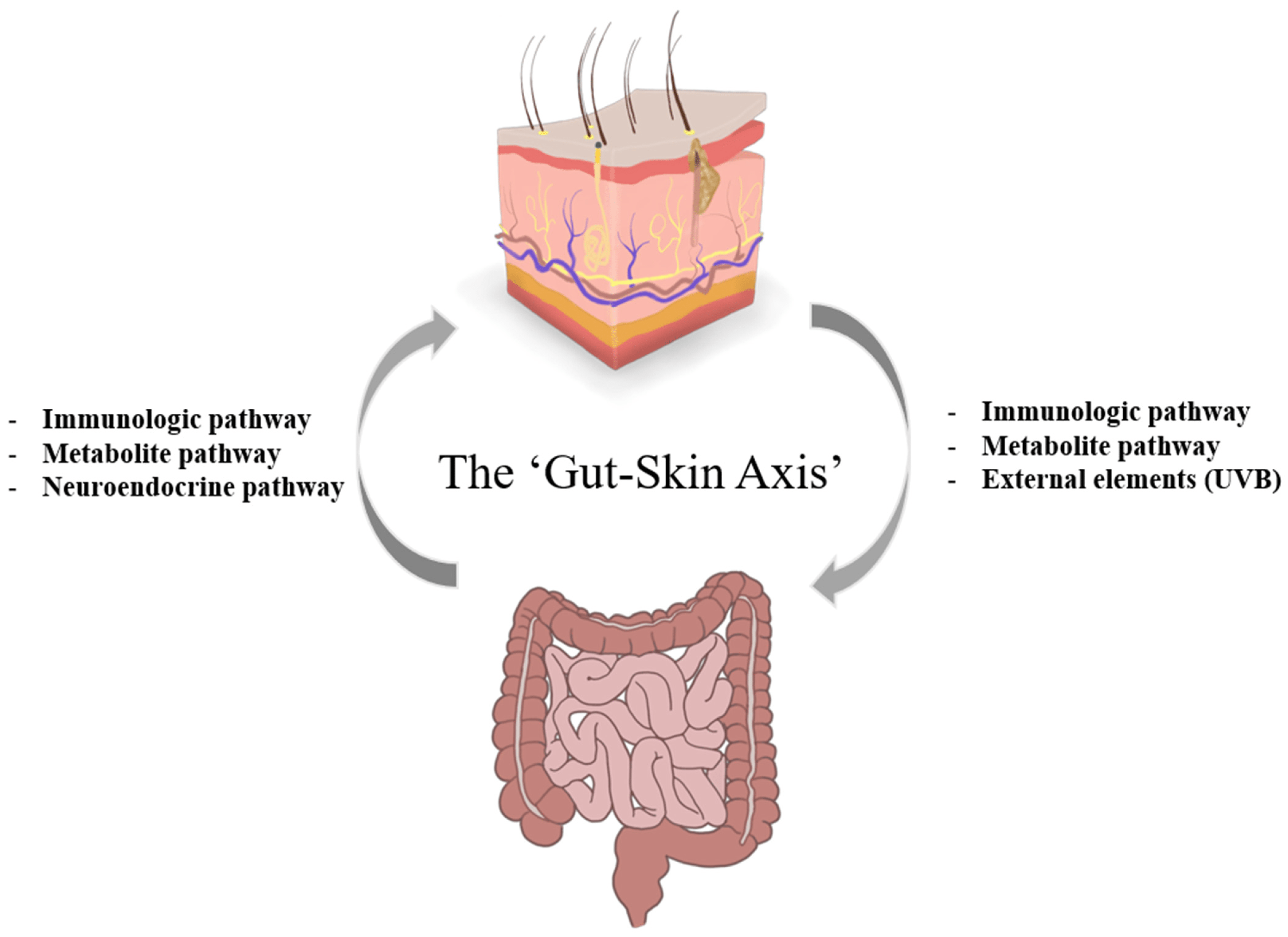 image showing gut-skin axis connection 